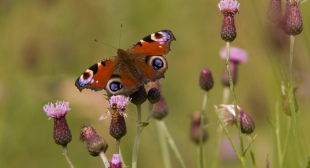 A peacock butterfly feeding from knapweed flowers