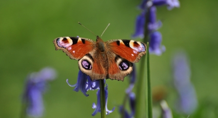 A peacock butterfly perched on bluebells