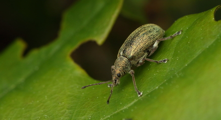 A weevil beetle standing on a leaf