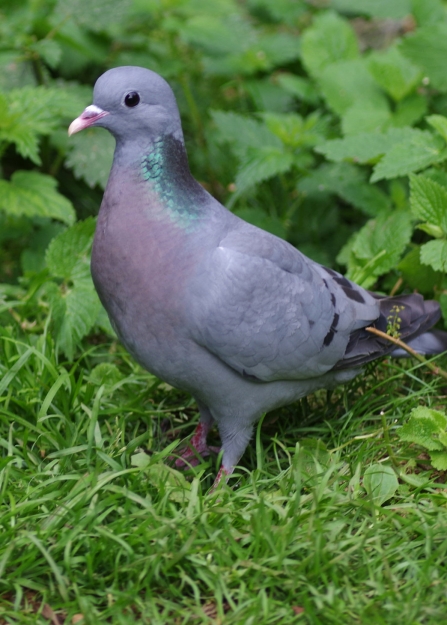 A stock dove showing its pink chest and green neck