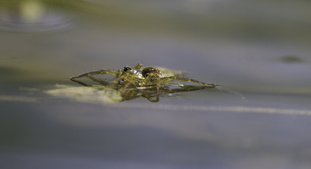 A pirate wolf spider walking across the surface of water
