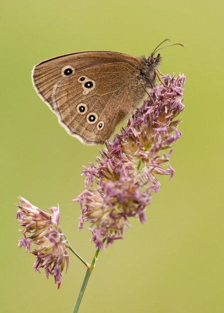 A ringlet butterfly perched on a grass seed head