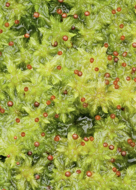 Close-up of waterlogged green sphagnum moss
