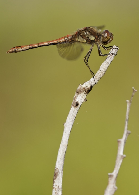 A common darter dragonfly perched on a stick against a yellow background