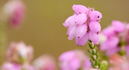 Close-up of the pink flowers of cross-leaved heath