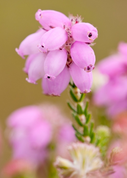 Cross-leaved heath in flower with delicate pink flower heads
