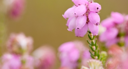 Cross-leaved heath blooming with purple flowers