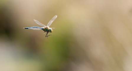 An emperor dragonfly in flight on a bright sunny day