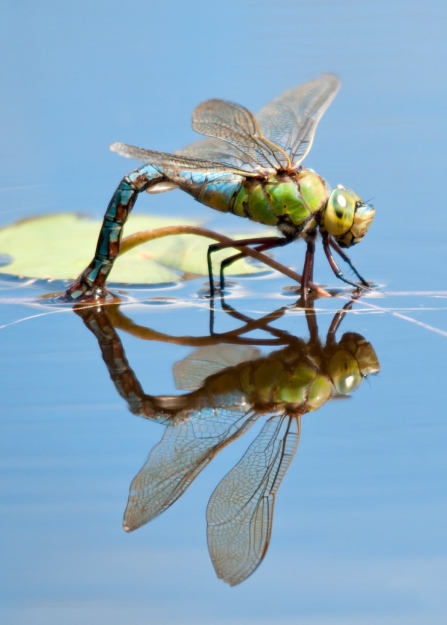 A female emperor dragonfly dipping her abdomen below water to lay eggs