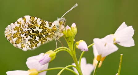 An orange tip butterfly resting on cuckooflower
