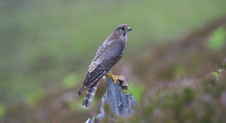 Harriers Hawks And Falcons Oh My How To Identify Birds Of