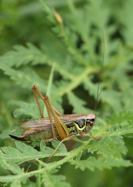 A Roesel's bush cricket sitting on a leaf