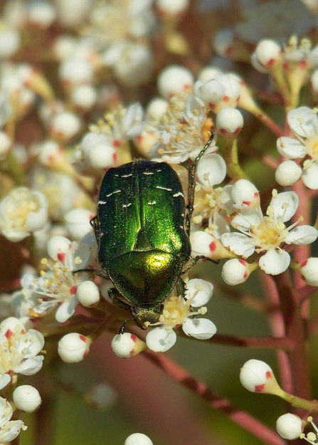 A rose chafer beetle standing on blossom flowers and shining green in the sunlight