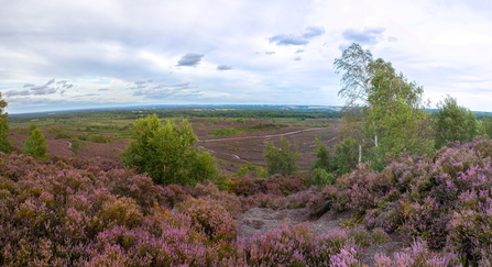 A heathland in Surrey filled with purple heather which stretches on for miles