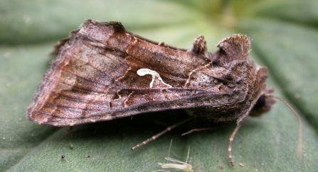 A silver Y moth resting on a leaf