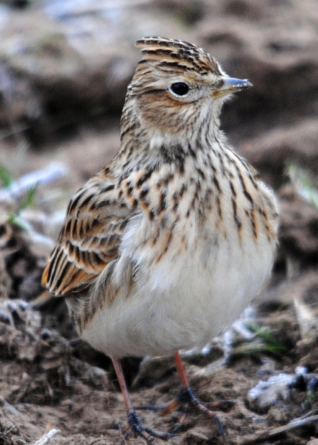 A skylark standing on the ground