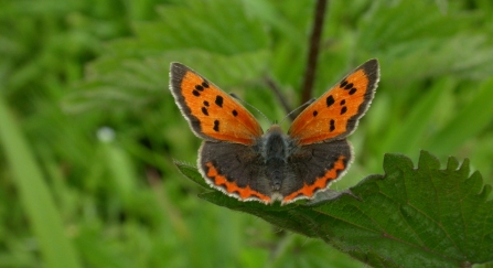 A small copper butterfly perched on a leaf