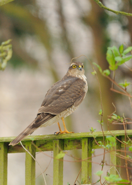 A female sparrowhawk sitting on a garden fence