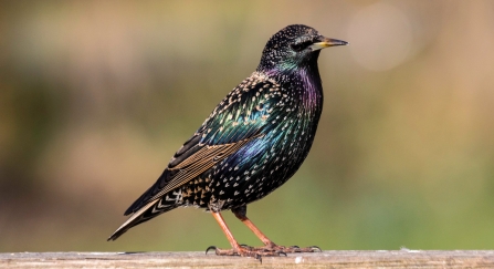 A starling shining green and purple in the sunshine