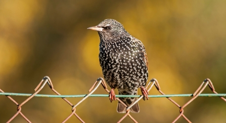 A starling perched on a wire fence in the sunshine