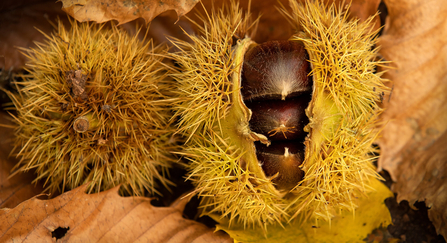 Brown sweet chestnuts in a spiky casing