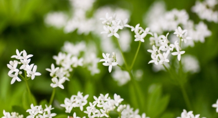 Sweet woodruff is a member of the bedstraw family of plants