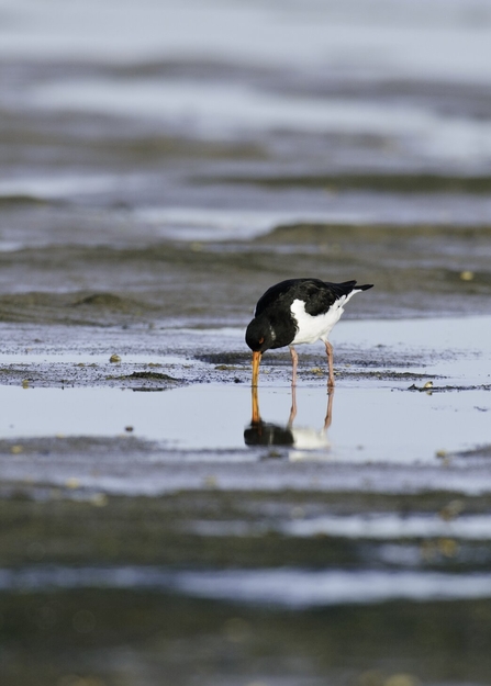 An oystercatcher standing in a watery pool on a sandy beach, with its bill in the sand, feeding