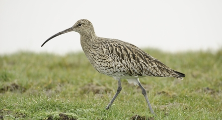 Look out for the nest generation | The Wildlife Trust for Lancashire, Manchester and North Merseyside Look out for the nest generation | The Wildlife Trust for Lancashire, Manchester and North Merseyside