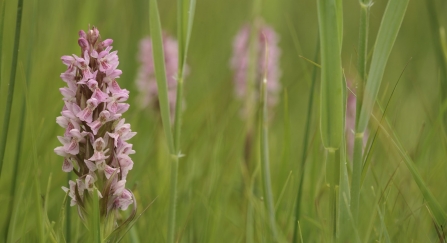 Southern marsh orchids amongst the grass in a wildflower meadow