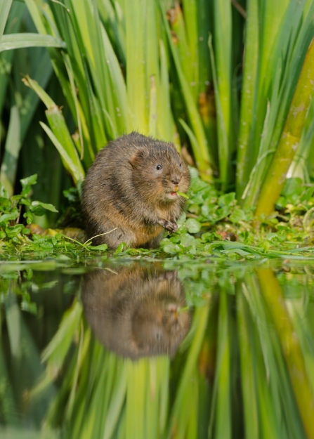 A water vole standing on the water's edge, reflected in the water