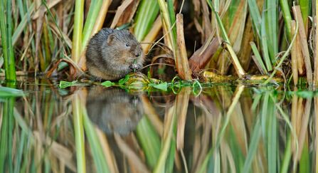 A water vole eating grass at the edge of a lake