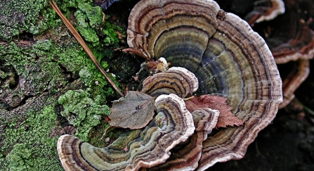 Layers of turkey tail fungus growing out of a dead tree