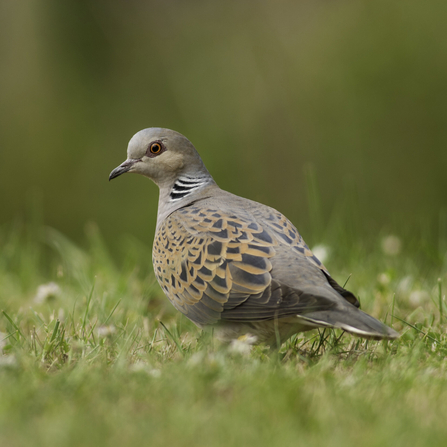 A turtle dove standing on grass covered in small white flowers. It has a red eye and gold markings on its grey feathers.