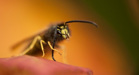A wasp sitting on a bramble leaf and grooming its antennae