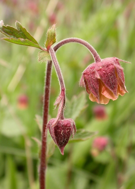 Close-up of water avens growing amongst grasses