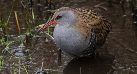 A water rail standing at the edge of a lake