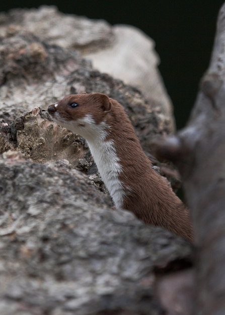 A weasel poking its head out from some rocks