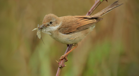 A whitethroat perched on a branch with a beakful of flies