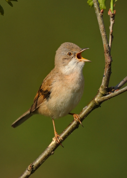 A whitethroat perched on a twig and in full song