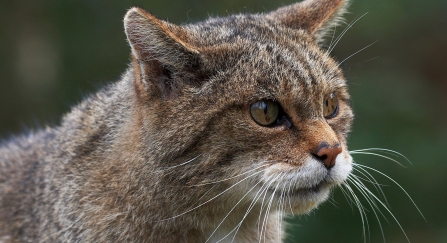 The Scottish wildcat is classed as critically endangered and is thought to be functionally extinct in the wild