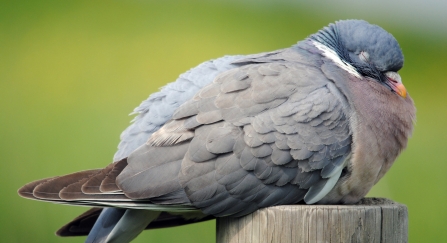 A wood pigeon perched on a fence post asleep