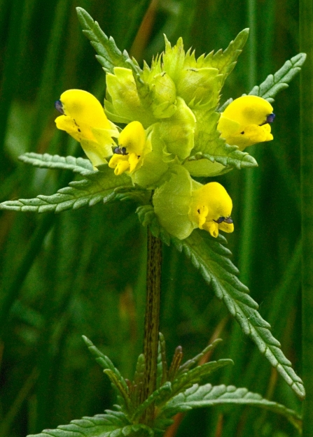 Yellow rattle growing in a wildflower meadow