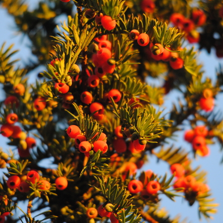 Green yew needles and red yew berries