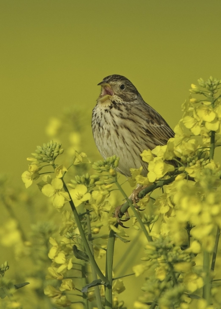 A corn bunting sitting on top of oilseed rape and singing