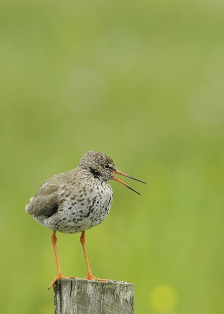 A redshank standing on a fence post against a backdrop of green vegetation, with its bill open as it calls