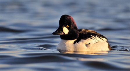 A goldeneye duck on a lake at golden hour