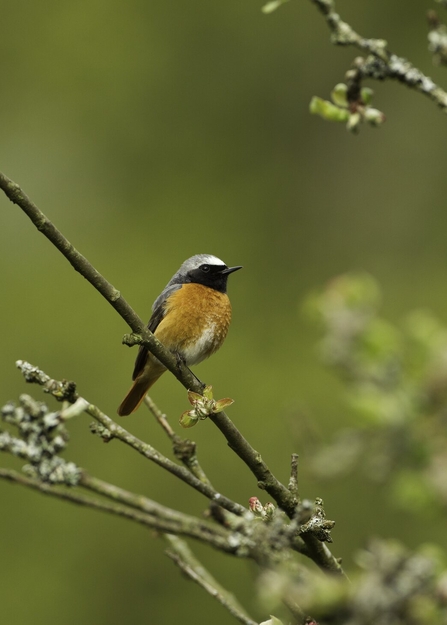 A male redstart perched on a twig, showing off his orange breast, black face and slate-grey head