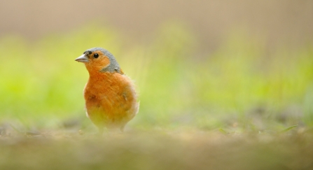 A chaffinch on the ground in a garden