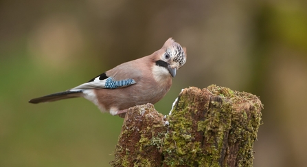 A jay standing on a tree stump where it has cached some acorns