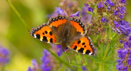 Small tortoiseshell butterfly nectaring on purple flowers